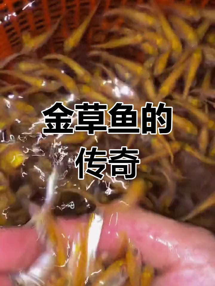 金草鱼因独特食性成为全球拓荒者,体色如俄罗斯美女