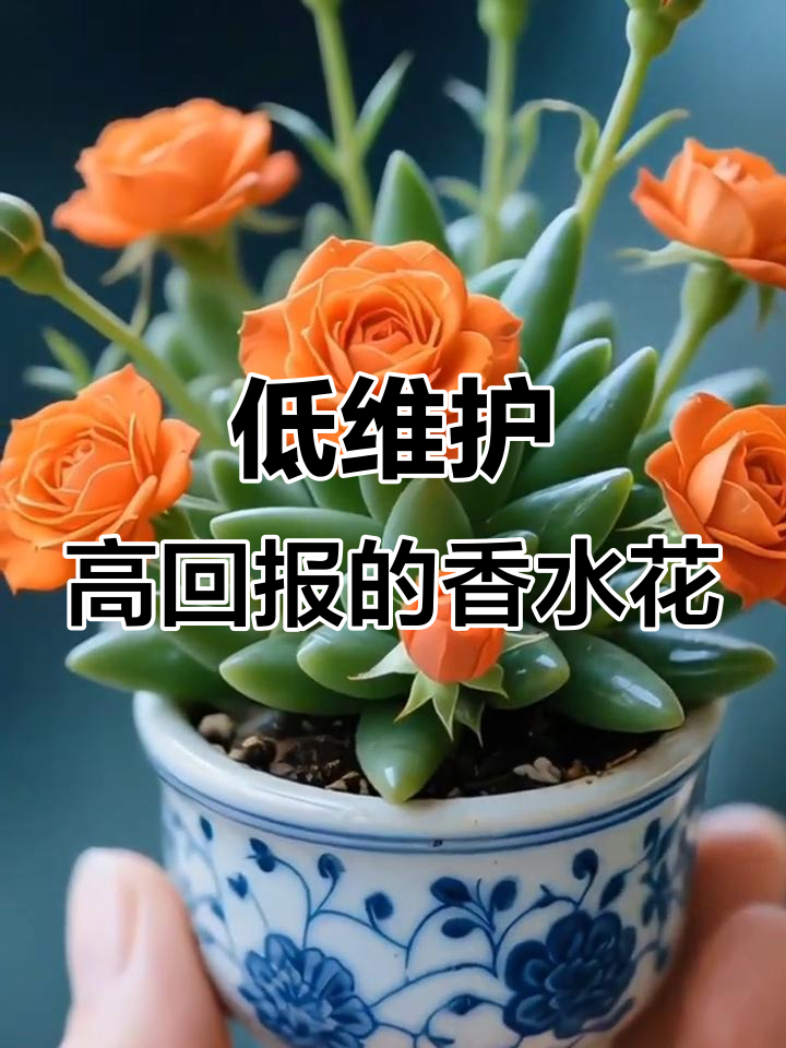 耐寒浓香懒人必备,四季开花的多肉玫瑰兰