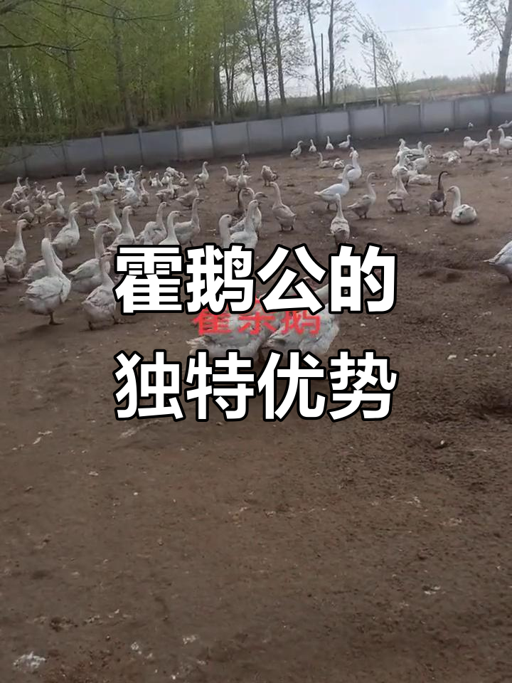 霍鹅公:东北小品种母,叫声独特不包头