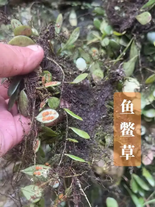 大自然的馈赠！鱼鳖草有货啦，新农人福利来咯