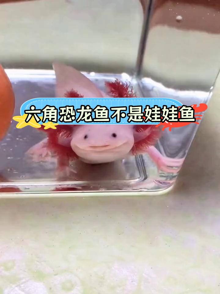 六角恐龙鱼与娃娃鱼的差异解析