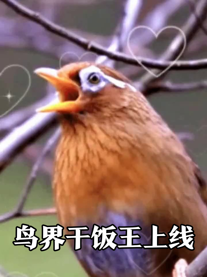 红棕小鸟狂炫食物,蓝色胸羽抢镜,吃相豪放成干饭王