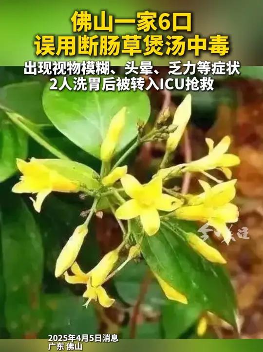3月25日,广东佛山街坊张婶(化名)一家6口在家中煮了一锅“五指毛桃煲鸡汤”一同享用。不料