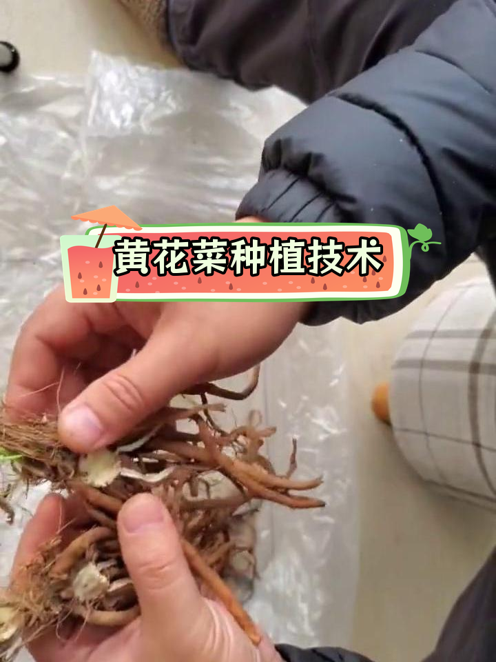 黄花菜种苗种植前处理技巧,提升成活率