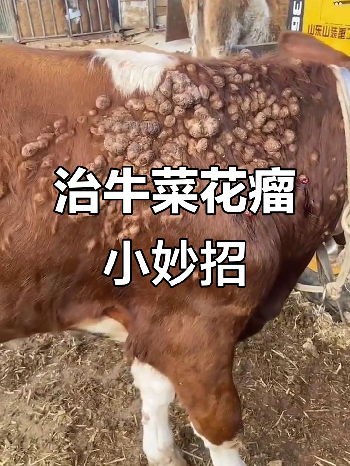 牛菜花瘤防治技巧,轻松学会这些方法