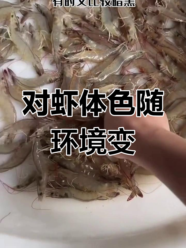 南美白对虾体色变化揭秘:环境与温度的影响