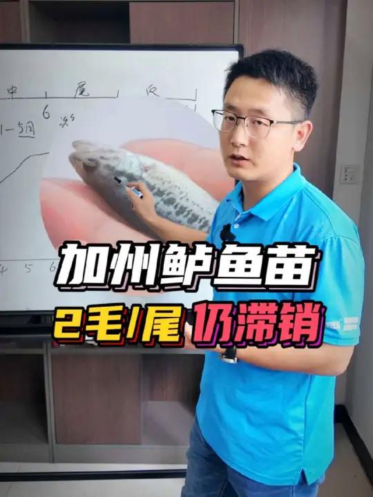 量加州鲈鱼苗滞销,成品鱼涨价鱼苗却降价,低到2毛都难卖,成品鱼养殖想赚钱,错峰养殖很关键!