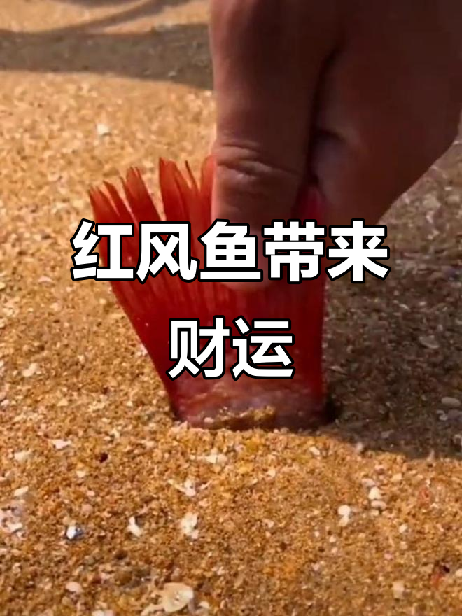 沙滩发现红凤鱼,好运连连!