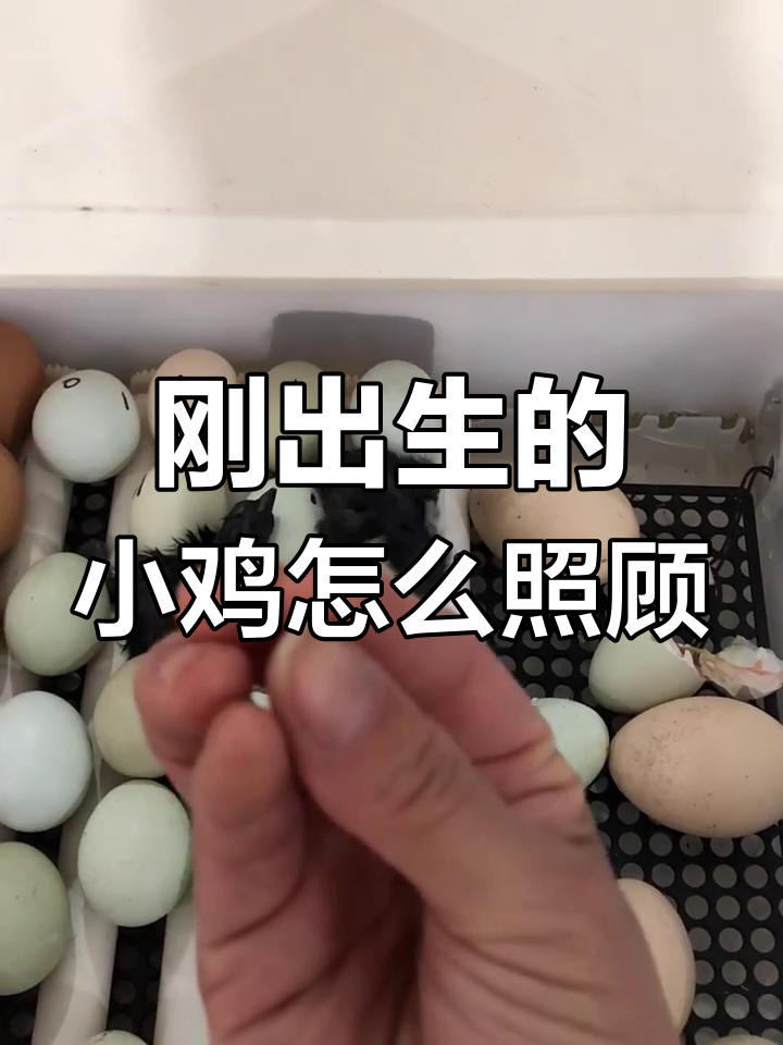 小鸡出壳后如何正确喂水与饲料,12小时后再开始