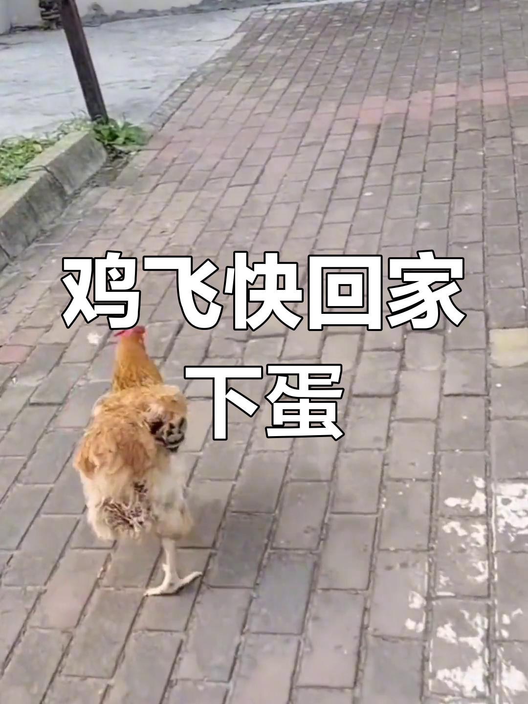 鸡飞奔回家下蛋,急得三步变两步跑