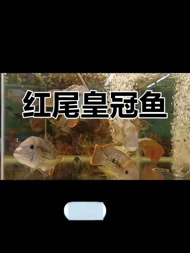 红尾皇冠鱼,适应性强,水温26℃最佳