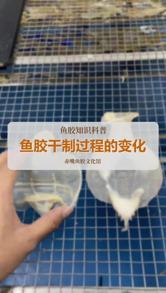 鱼胶干制过程肉质变化
