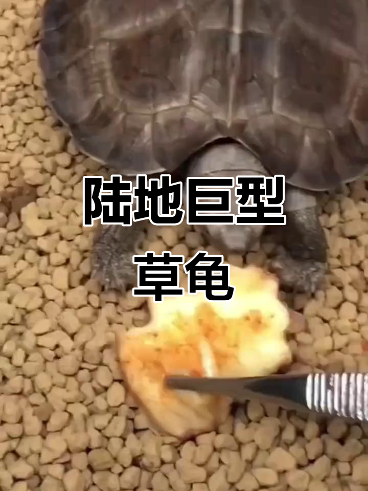 草龟:颜值高、性格温顺,巨型吃菜龟轻松养