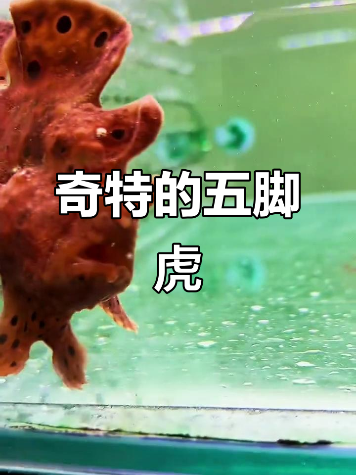 五脚虎走路超搞笑，竟然用鼻子钓鱼！