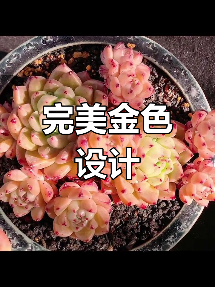 金色石英,线条圆润,完美契合我的审美