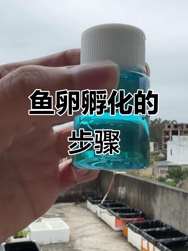 鱼卵孵化全攻略：从蓝色水到小鱼苗的成长过程