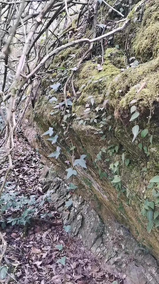 分享野生岩白菜,感受大自然的珍贵馈赠