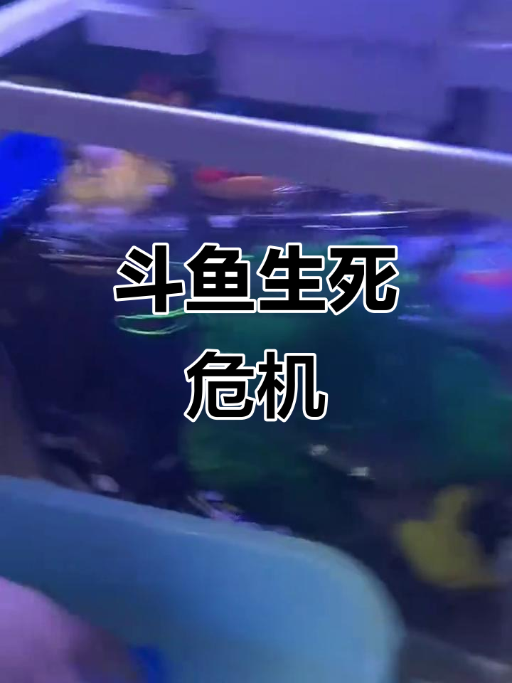 斗鱼生存堪忧,三天不打就闹脾气,真是顽皮到家了!