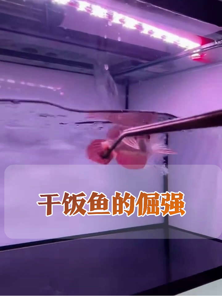龙鱼干饭记:为了口吃的差点跳出鱼缸!