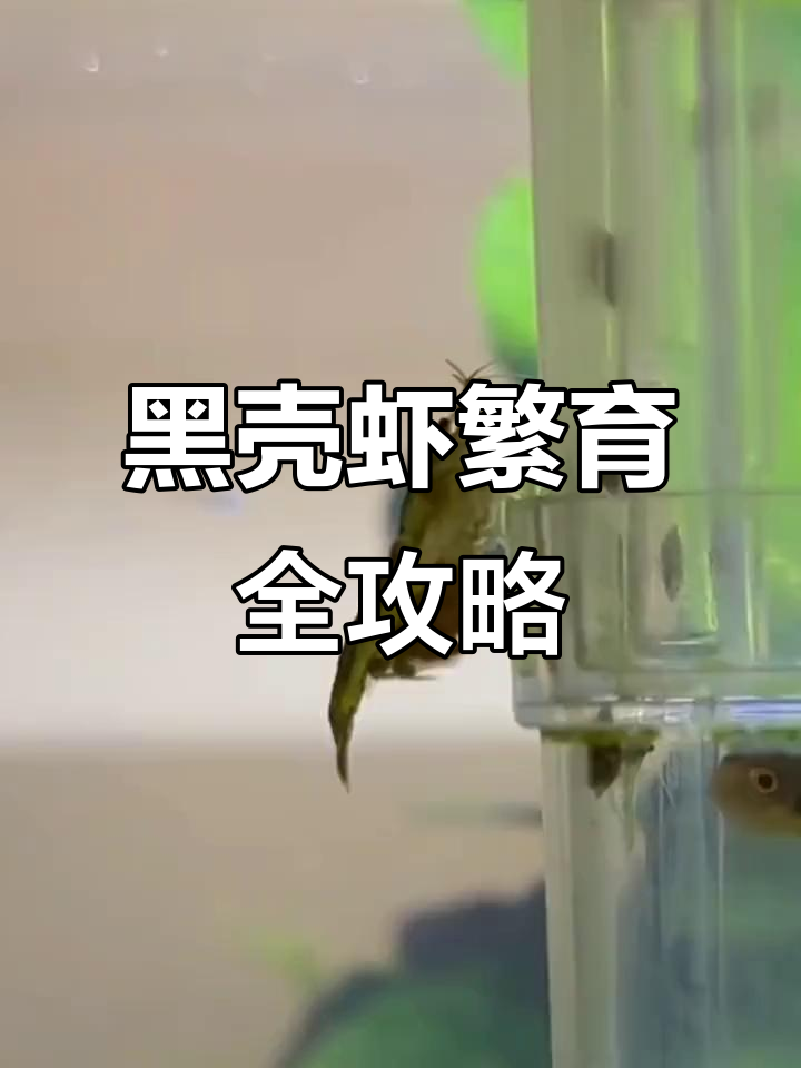 黑壳虾繁殖技巧:如何轻松照顾母虾和小虾