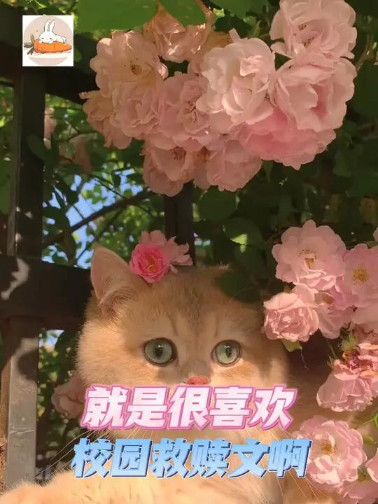 校园救赎文很美味啊番茄小说每日看好文《诱哄!阴鸷少年不经撩》