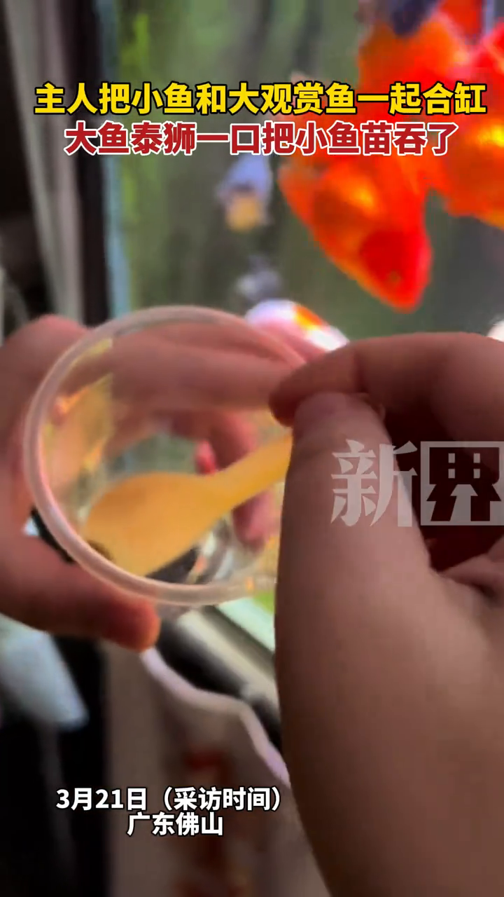 主人把小鱼和大观赏鱼一起合缸,大鱼泰狮一口把小鱼苗吞了