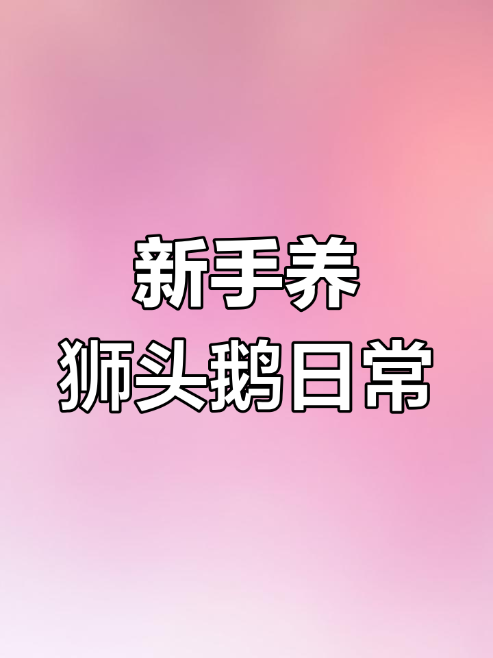 网购特大种狮头鹅,新手养鹅日记:喂食、换草与保暖全过程