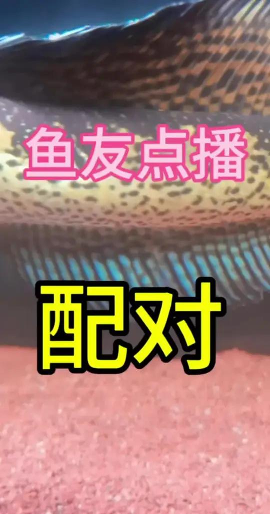 鱼友点播-浅谈配对原理 黄金眼镜蛇雷龙 雷龙鱼 巴卡雷龙 雷龙鱼苗饲养方法 原生鱼