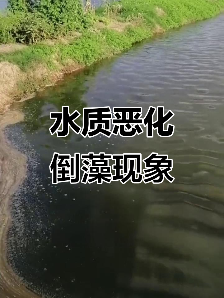 虾塘水色发黑,藻类老化死亡引发水质危机