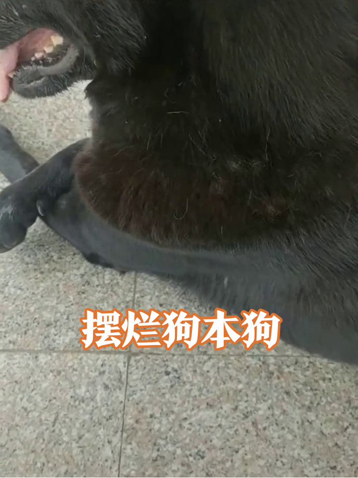 狗子上班摸鱼被抓包,露出摆烂表情包笑喷