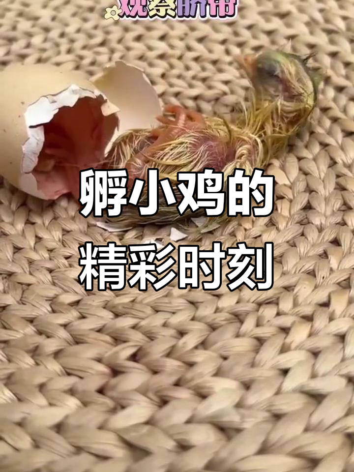 小鸡孵化全过程,破壳瞬间超萌!