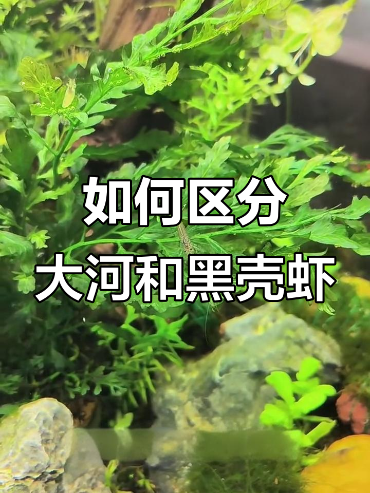 大河藻虾与黑壳虾的区别，如何分辨它们的特点