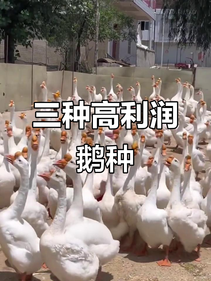 狮头鹅、皖西白鹅与莱茵鹅:三种最赚钱的养鹅品种