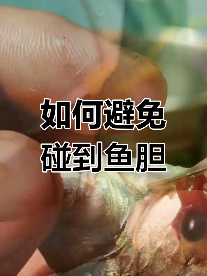 鱼胆位置巧避开,轻松杀鱼不苦