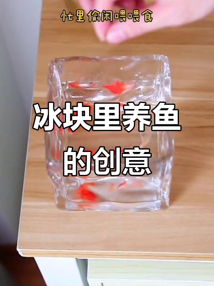 冰块造型鱼缸，小鱼在“冰”中游动超有趣