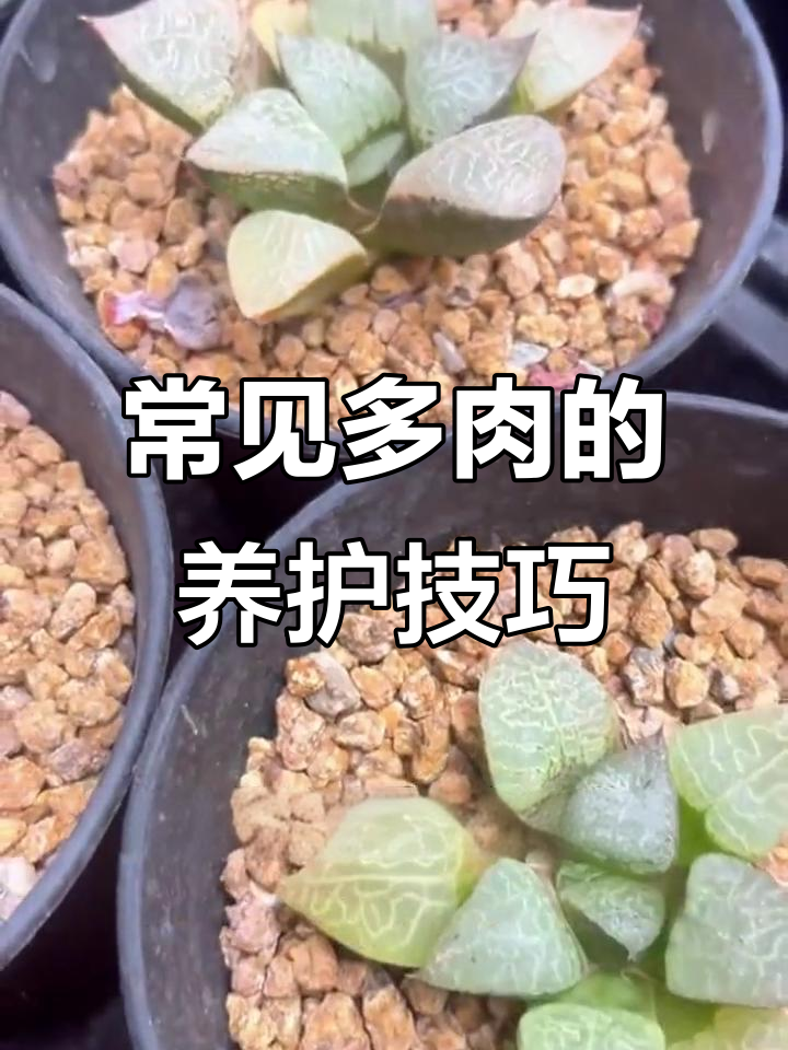 多肉植物四大类养护全攻略,轻松掌握光照、水分管理
