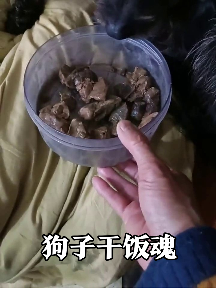 狗子为抢红烧肉大打出手,黑色大佬独占C位笑到最后