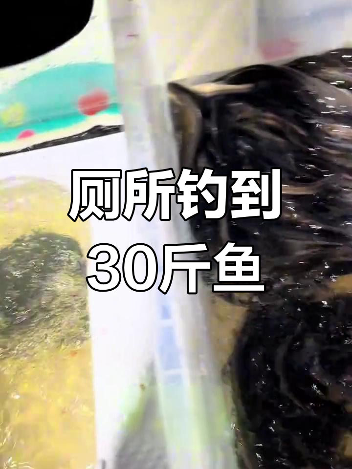 厕所钓鱼大丰收,三十多斤鱼获让人惊讶!