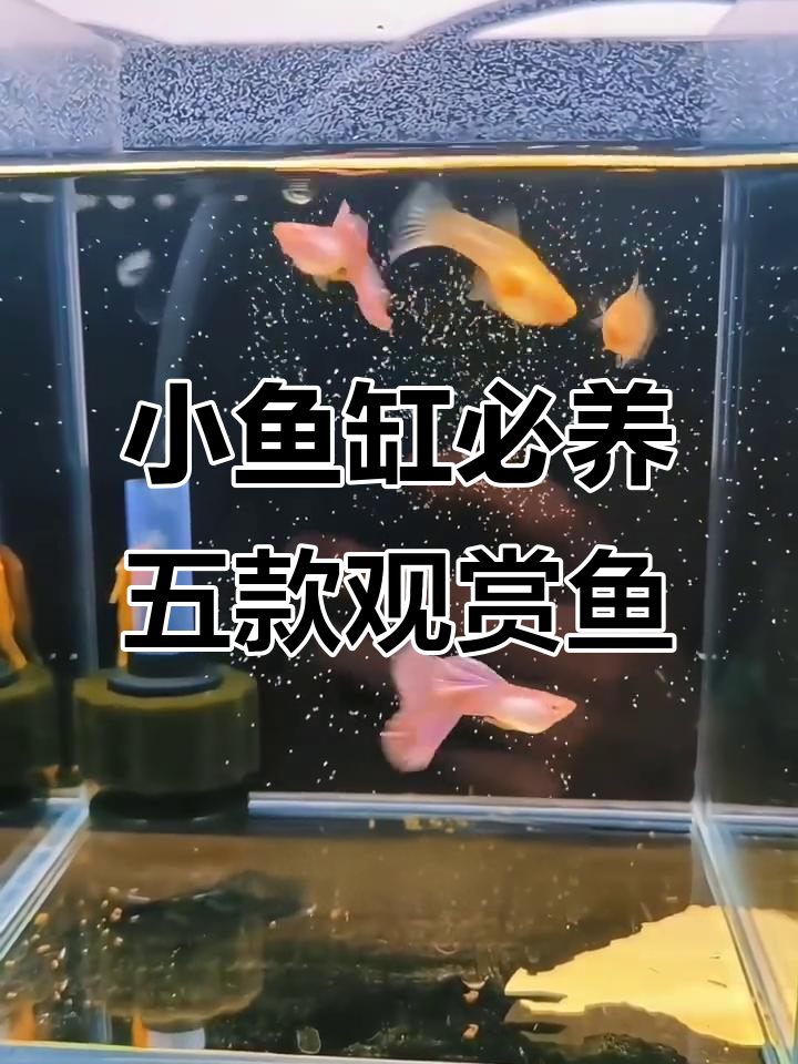 适合小鱼缸养的五种观赏鱼，轻松上手又好看