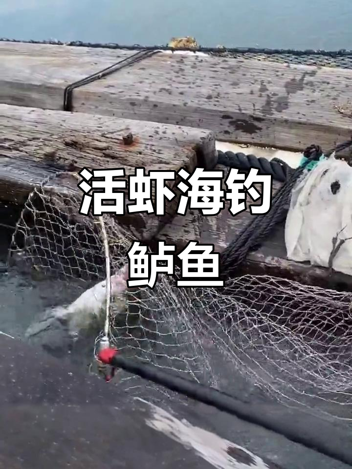 海钓鲈鱼全过程,活虾诱饵引爆海筏