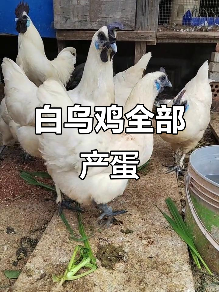 江山白乌鸡全下蛋，散养土鸡喜获丰收