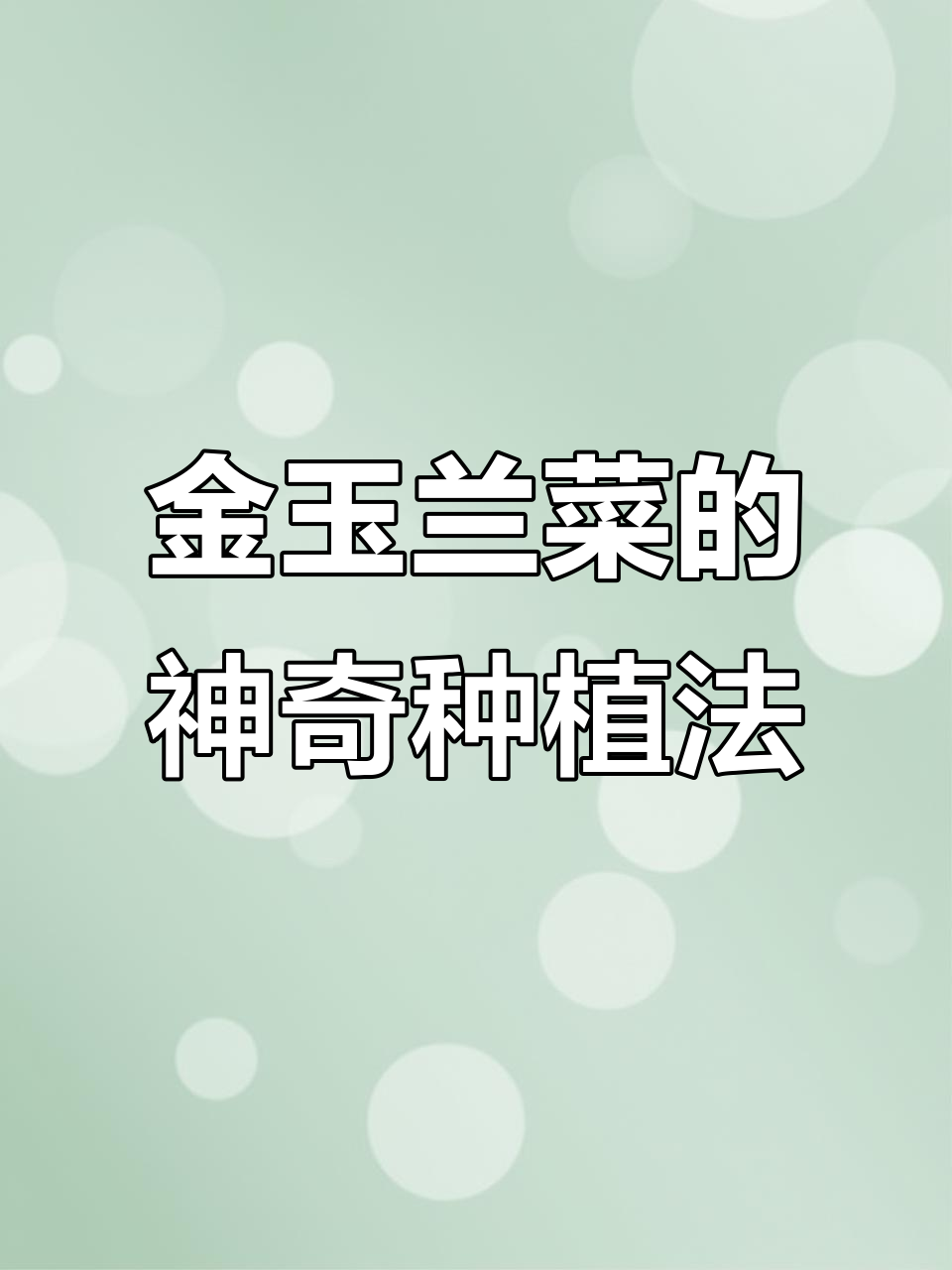 欧洲贵族蔬菜金玉兰菜,种植简单又营养丰富