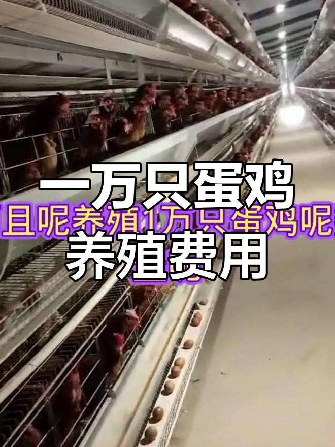 养一万只蛋鸡投资多少?详细成本分析