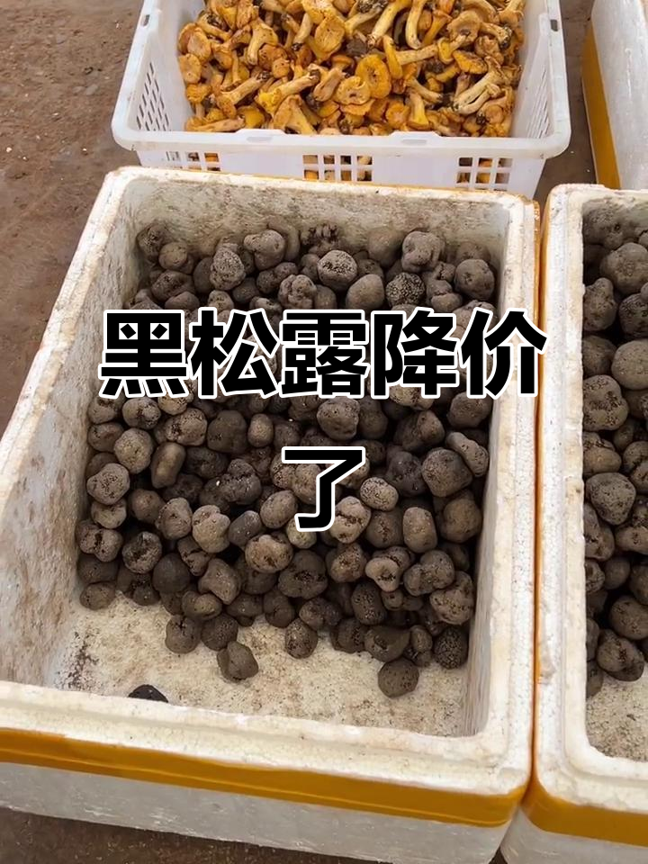 黑松露价格暴跌,三厘米左右只需三百多块一公斤