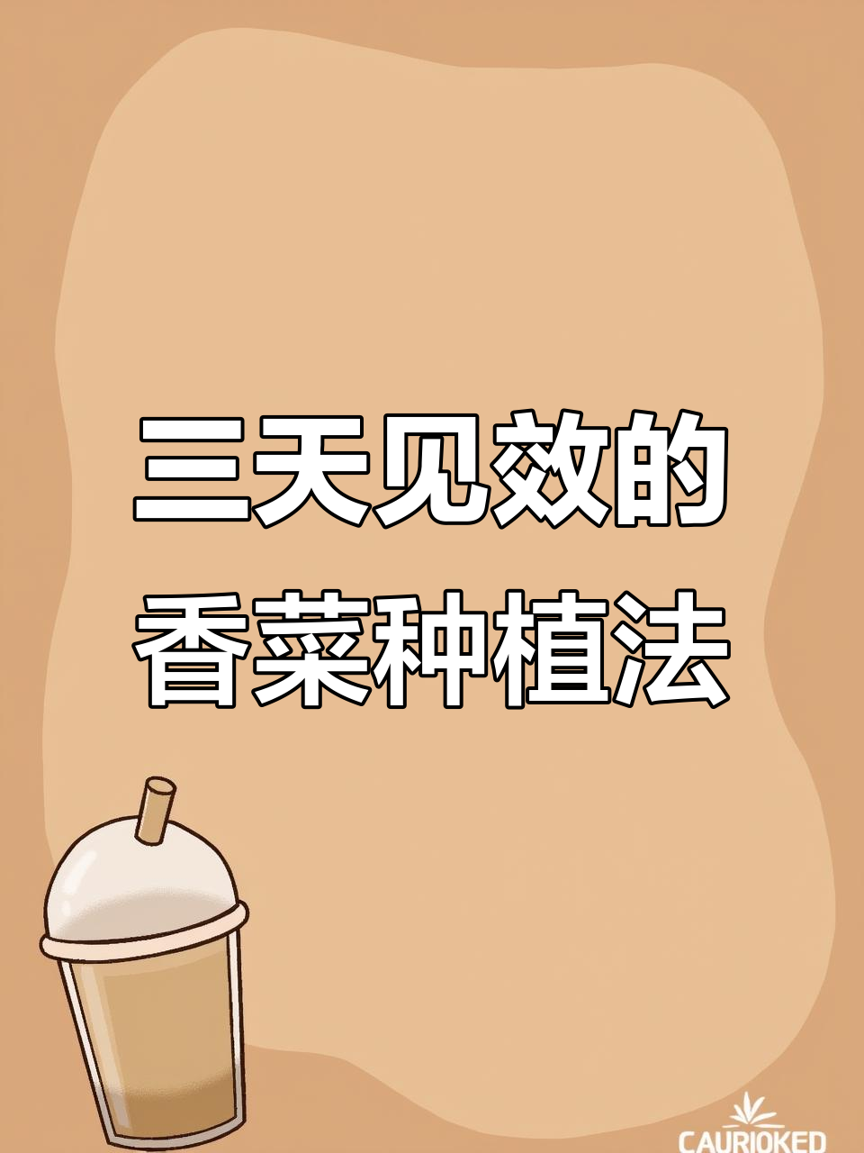 香菜移栽技巧大揭秘,三天见效!