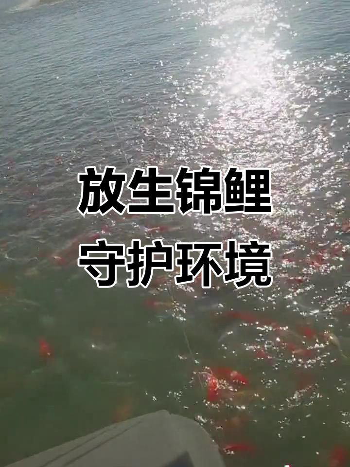 佛山芦苞与东莞清溪鱼苗场:放生锦鲤,助力生态保护