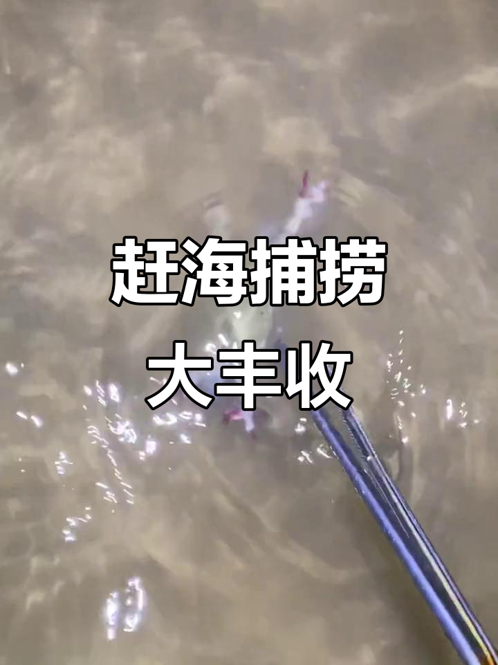 赶海抓螃蟹,意外发现神奇鱼和鸡尾虾
