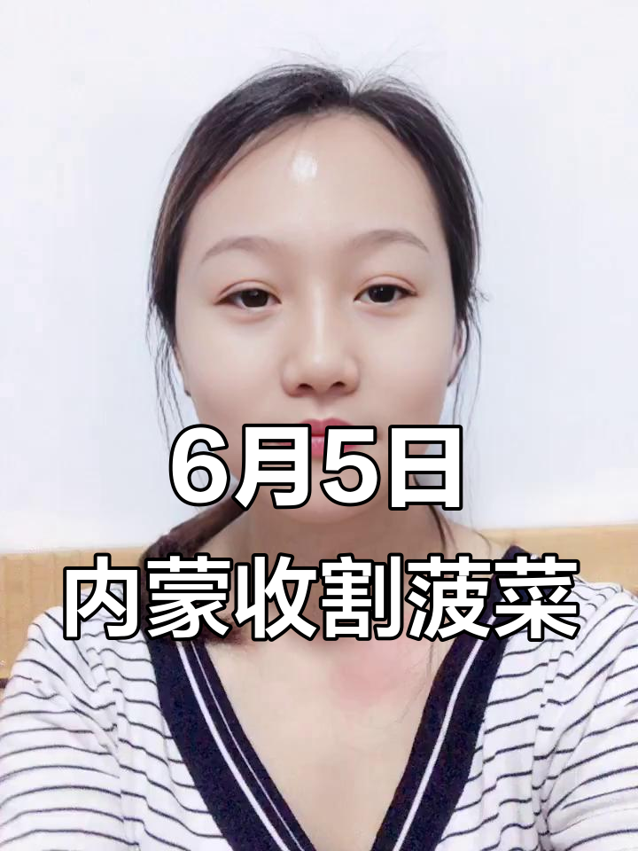 6月5日内蒙古割菠菜出发实录