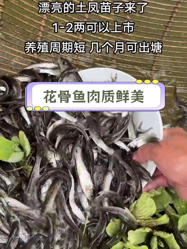 川渝地区常见土凤鱼,肉质鲜嫩易养殖