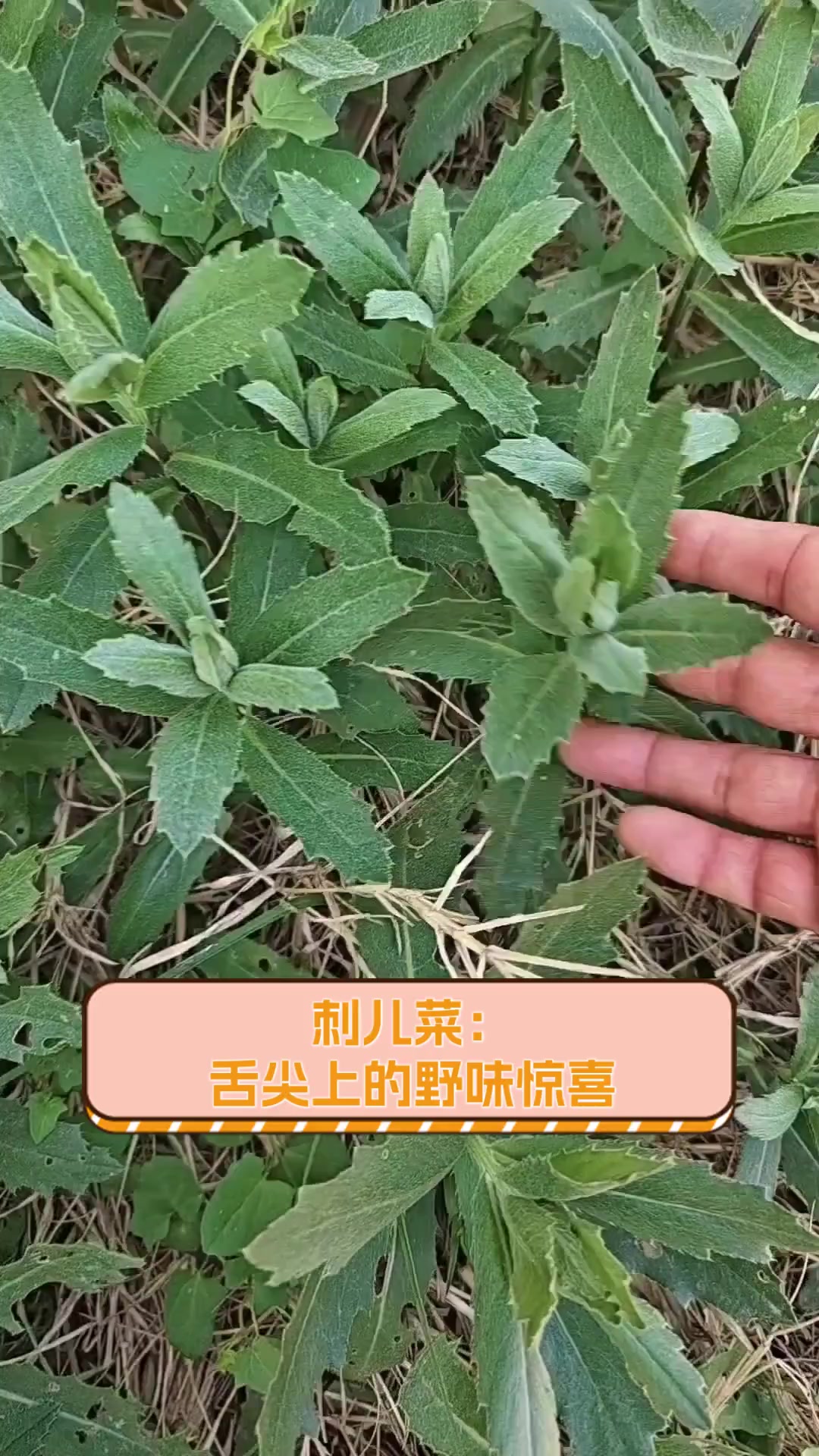 刺儿菜:舌尖上的野味惊喜
